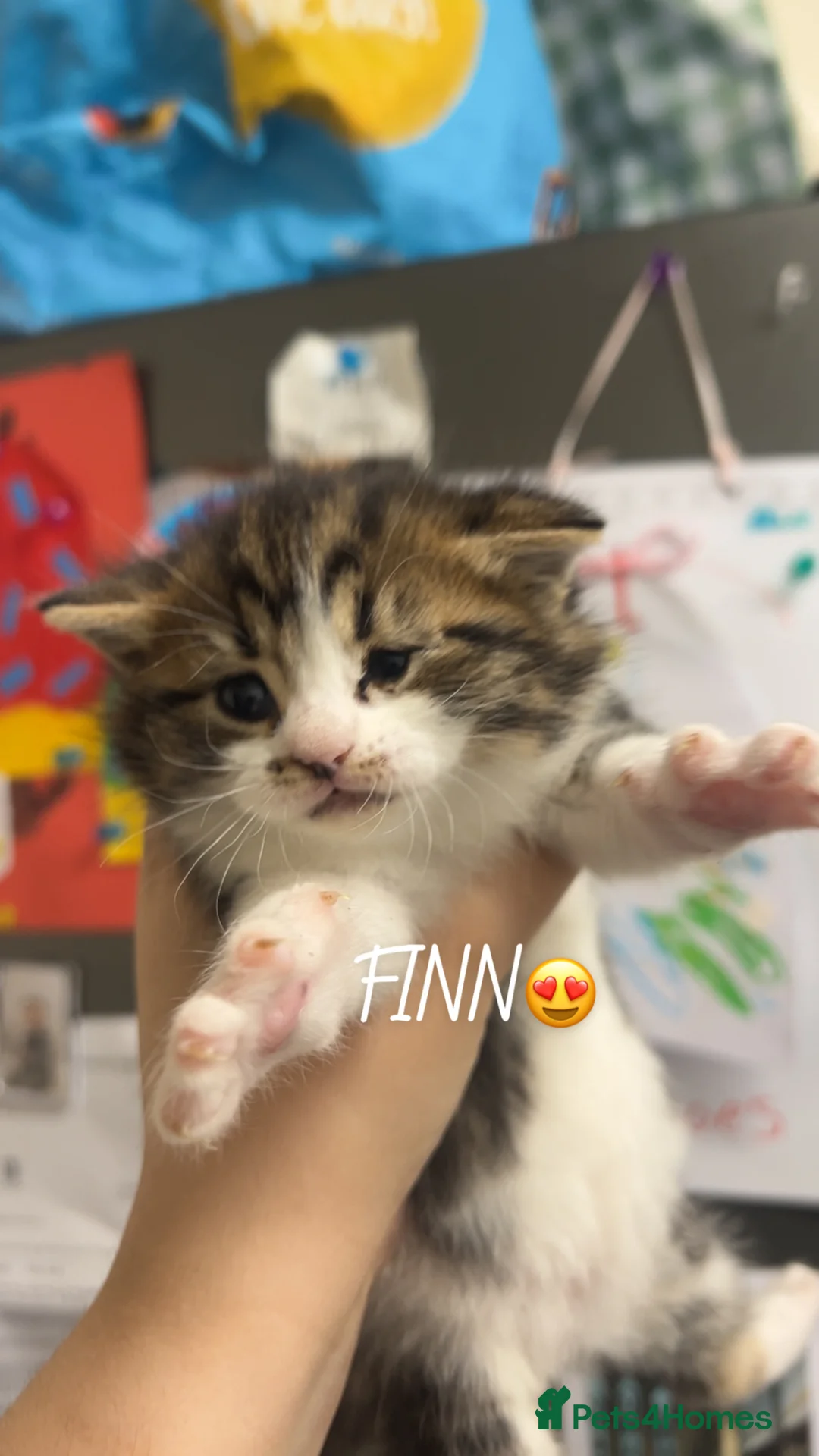 Mixed Breed cats for sale: Mixed kittens 1/4 Mainecoon  - Advert 2