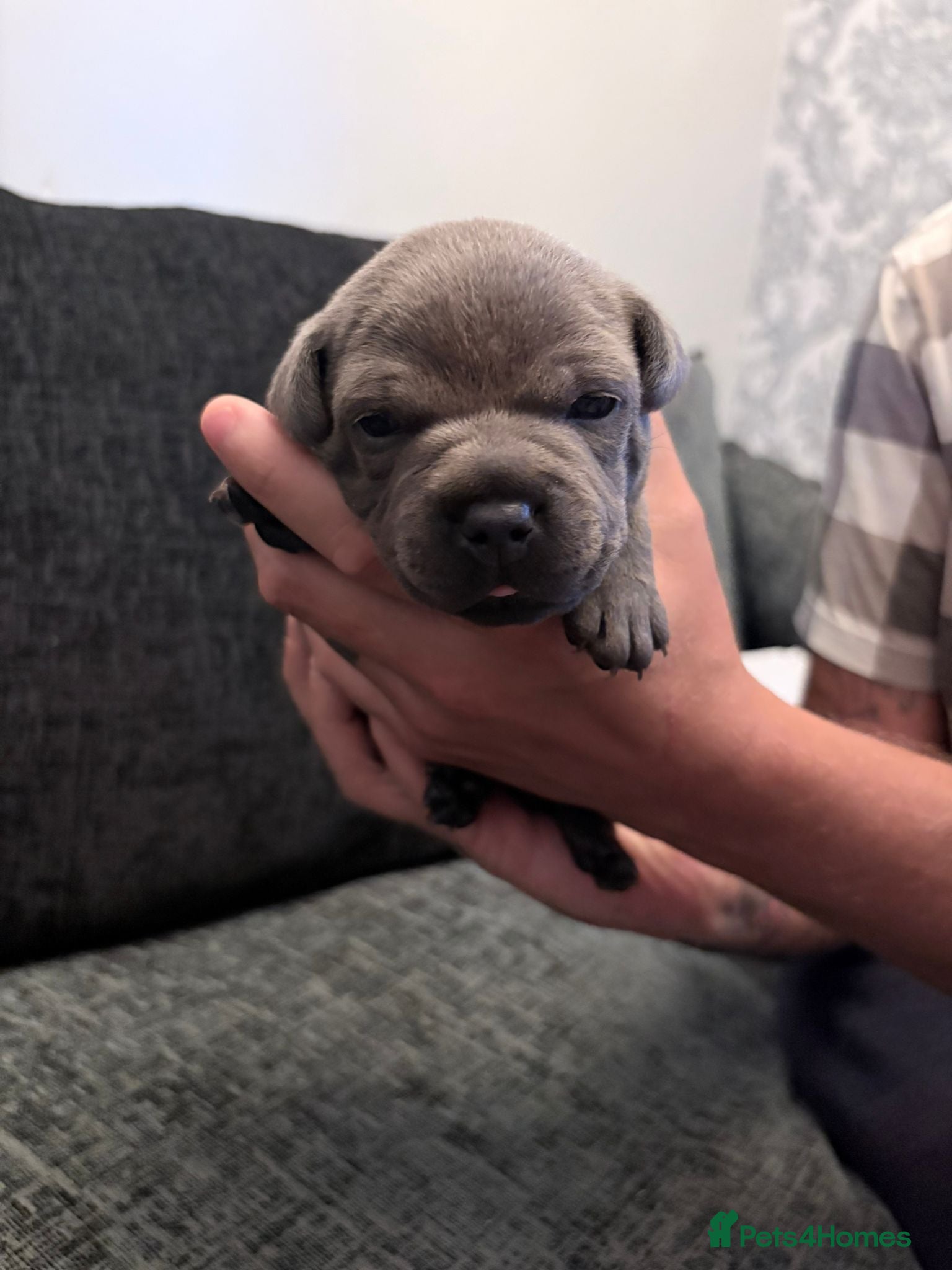 Staffordshire Bull Terrier dogs Chunky blue staffys  - Advert 17
