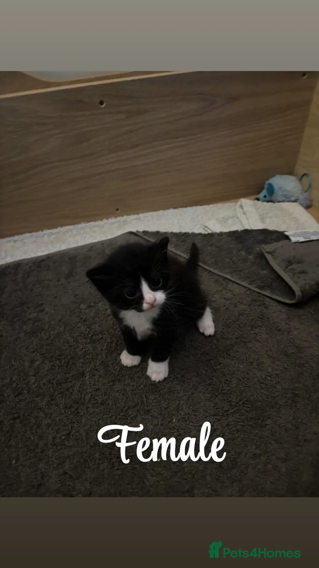 Domestic Shorthair cats for sale: Kittens for sale  in Swindon - Advert 7