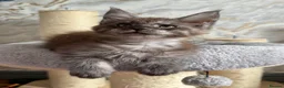 Maine Coon cats for sale: Stunning Maine Coon Kittens TICA Registered - Advert 20