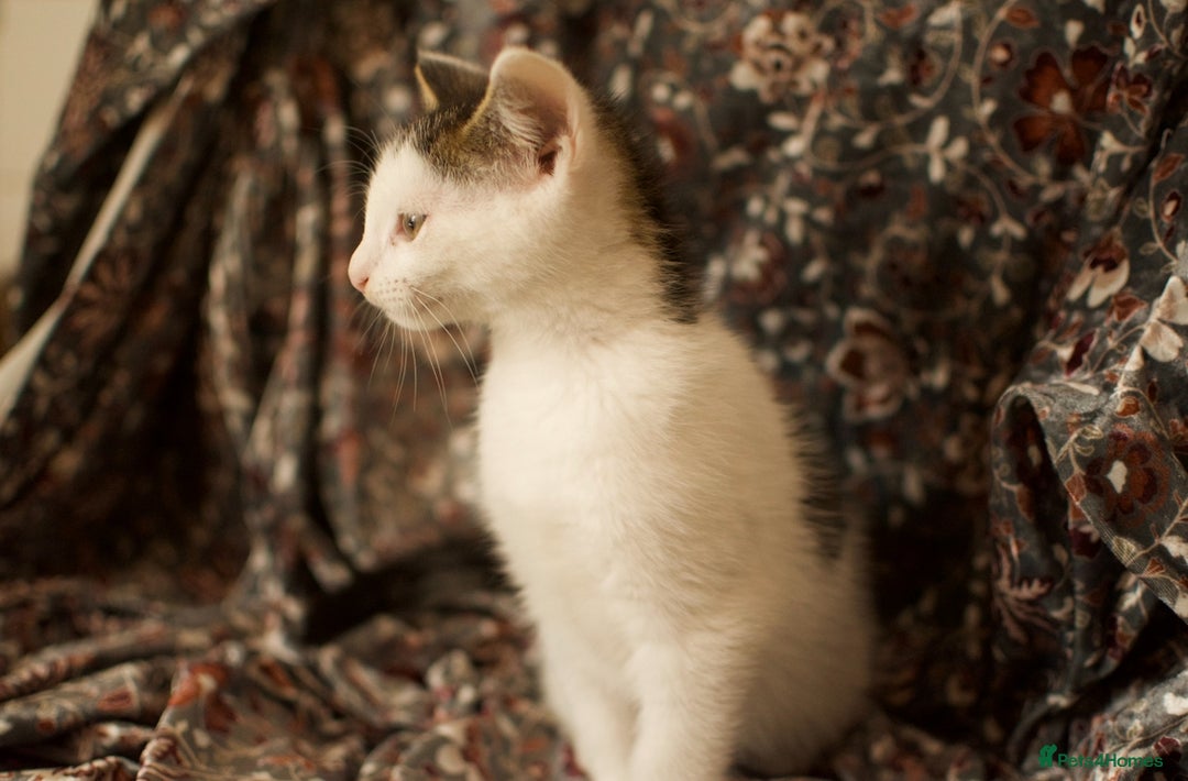 Mixed Breed cats for sale: 4 Beautiful Kittens Ready For Their Forever Homes - Image 10