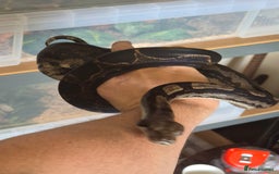 Boa Snake reptiles for sale: Boa for sale - Image 1