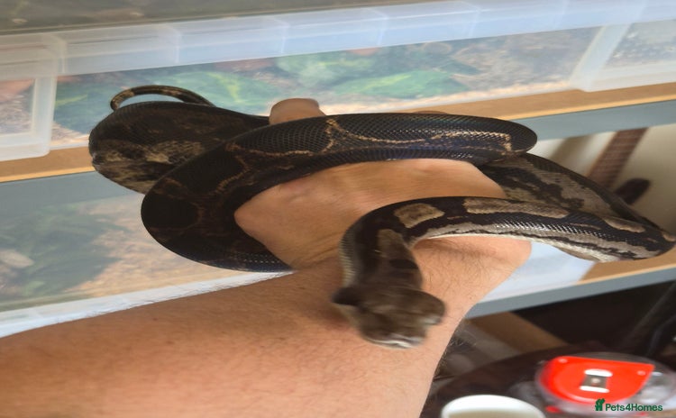 Boa Snake reptiles - Advert 1