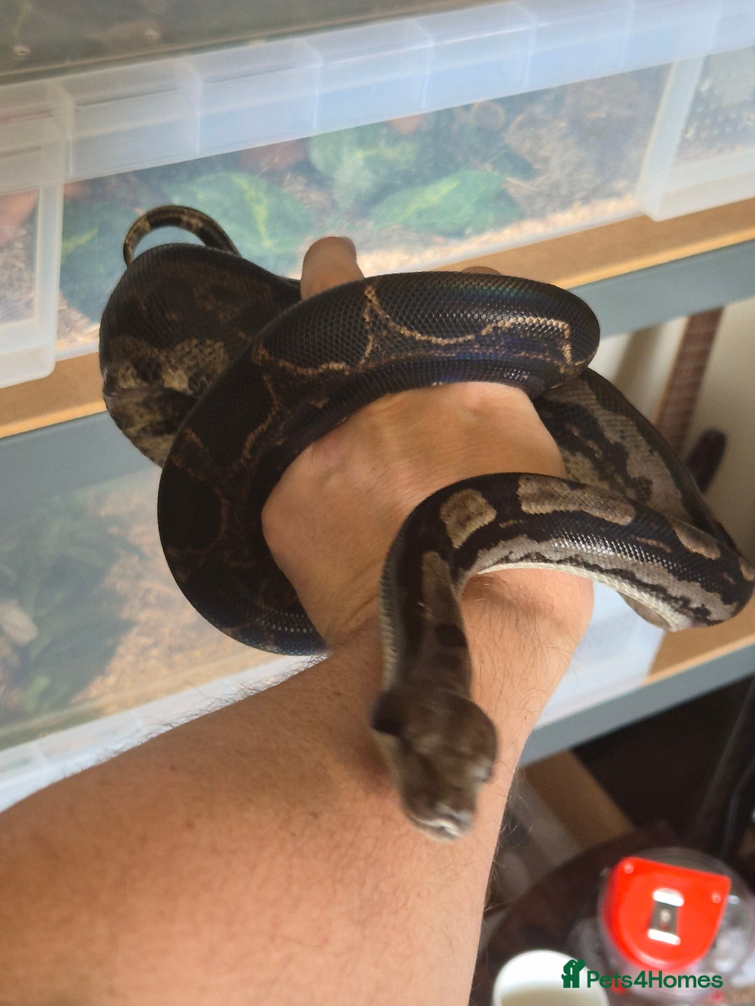 Boa Snake reptiles for sale: Boa for sale - Image 1