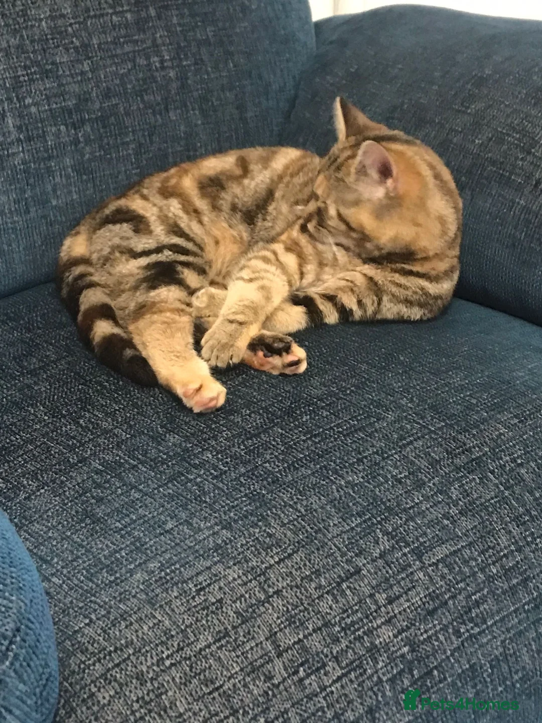 Mixed Breed cats for sale: Very cute female kitty - Advert 2