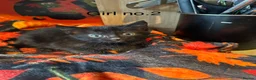 British Longhair cats for sale: Gorgeous kittens for sale  - Advert 5