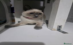 Ragdoll cats for sale: Last 2 ragdoll x British short hair - Image 5