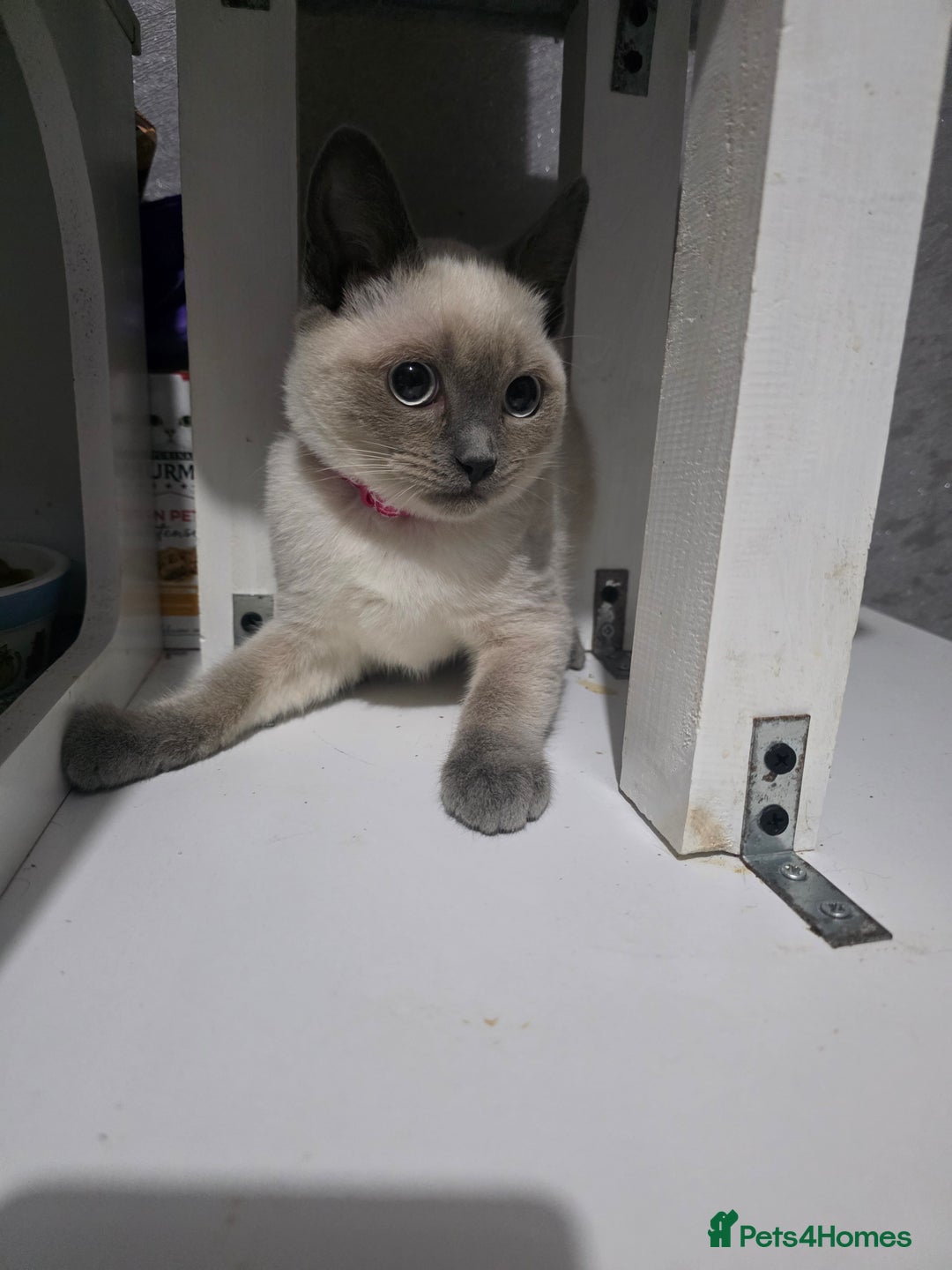 Ragdoll cats for sale: Last 2 ragdoll x British short hair - Image 5