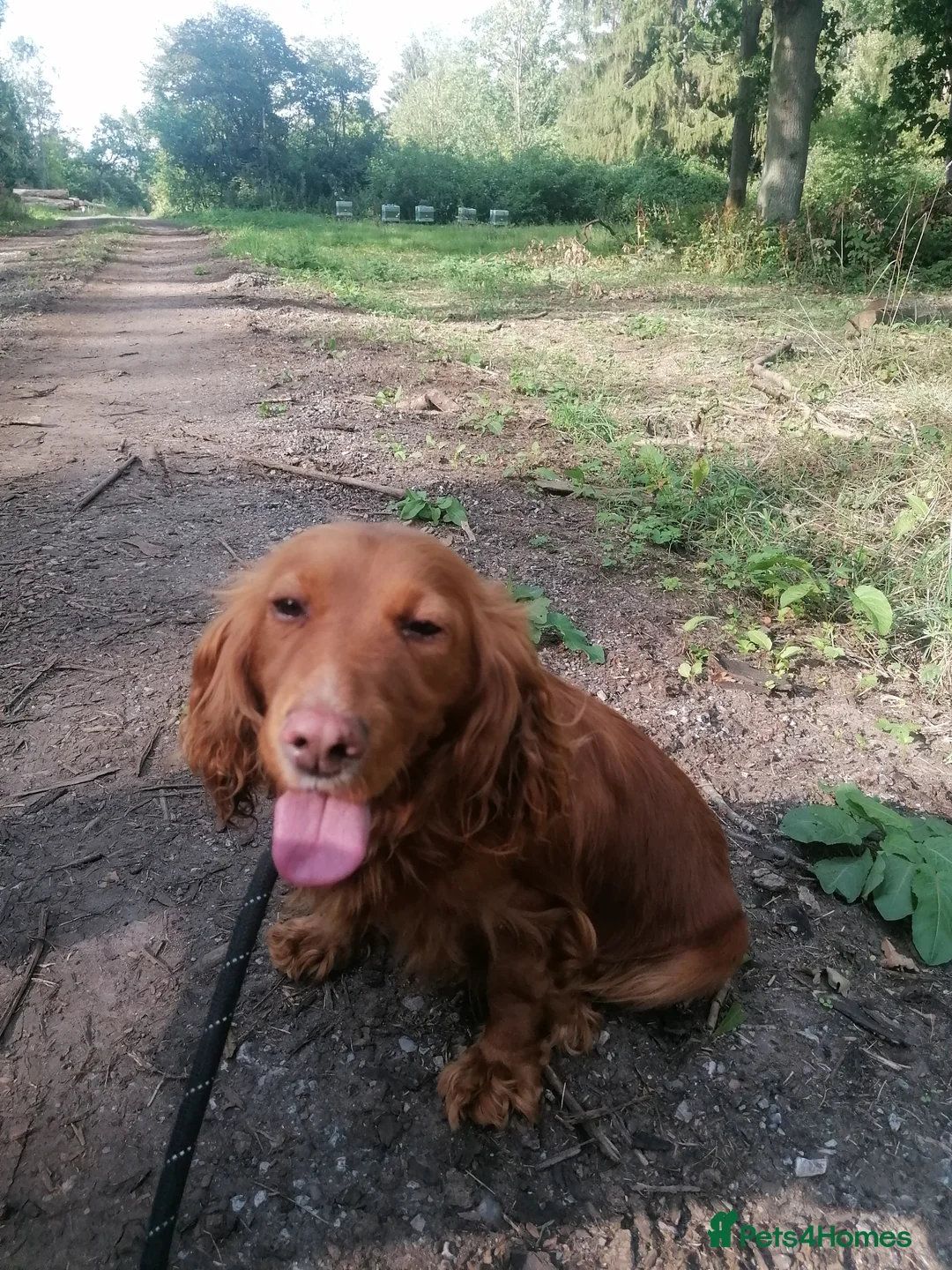 Cocker Spaniel dogs for sale: Cocker spaniel bitch  - Advert 8