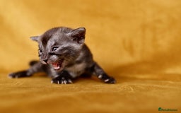Bengal cats for sale: 6 stunning Bengal kittens, possibly our best yet! - Image 9