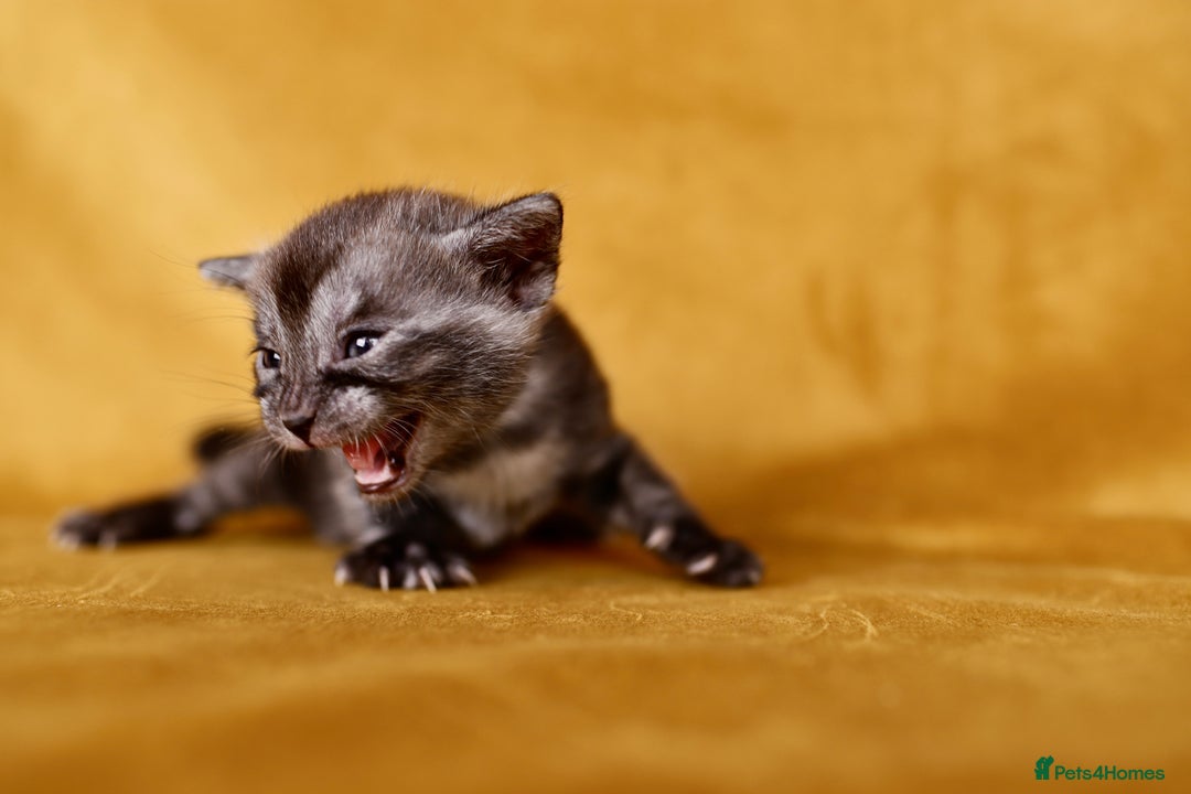 Bengal cats for sale: 6 stunning Bengal kittens, possibly our best yet! - Image 9