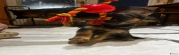 German Shepherd dogs for sale: German Shepherd Male Puppy – Excellent Temperament - Advert 5