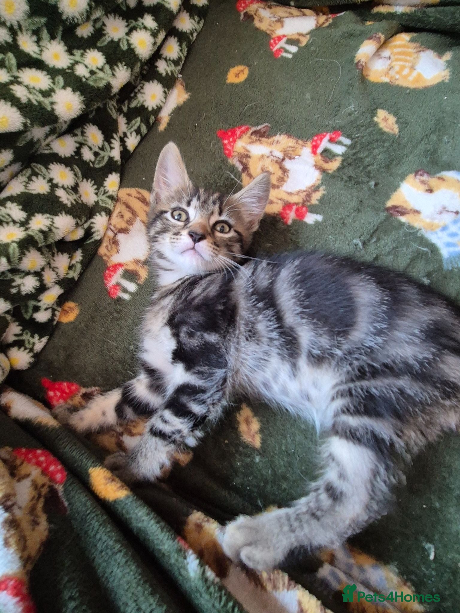 Mixed Breed cats Kittens Ready to Leave - Advert 11