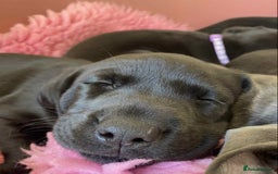 Labrador Retriever dogs for sale: Black Labrador puppies  - Image 6