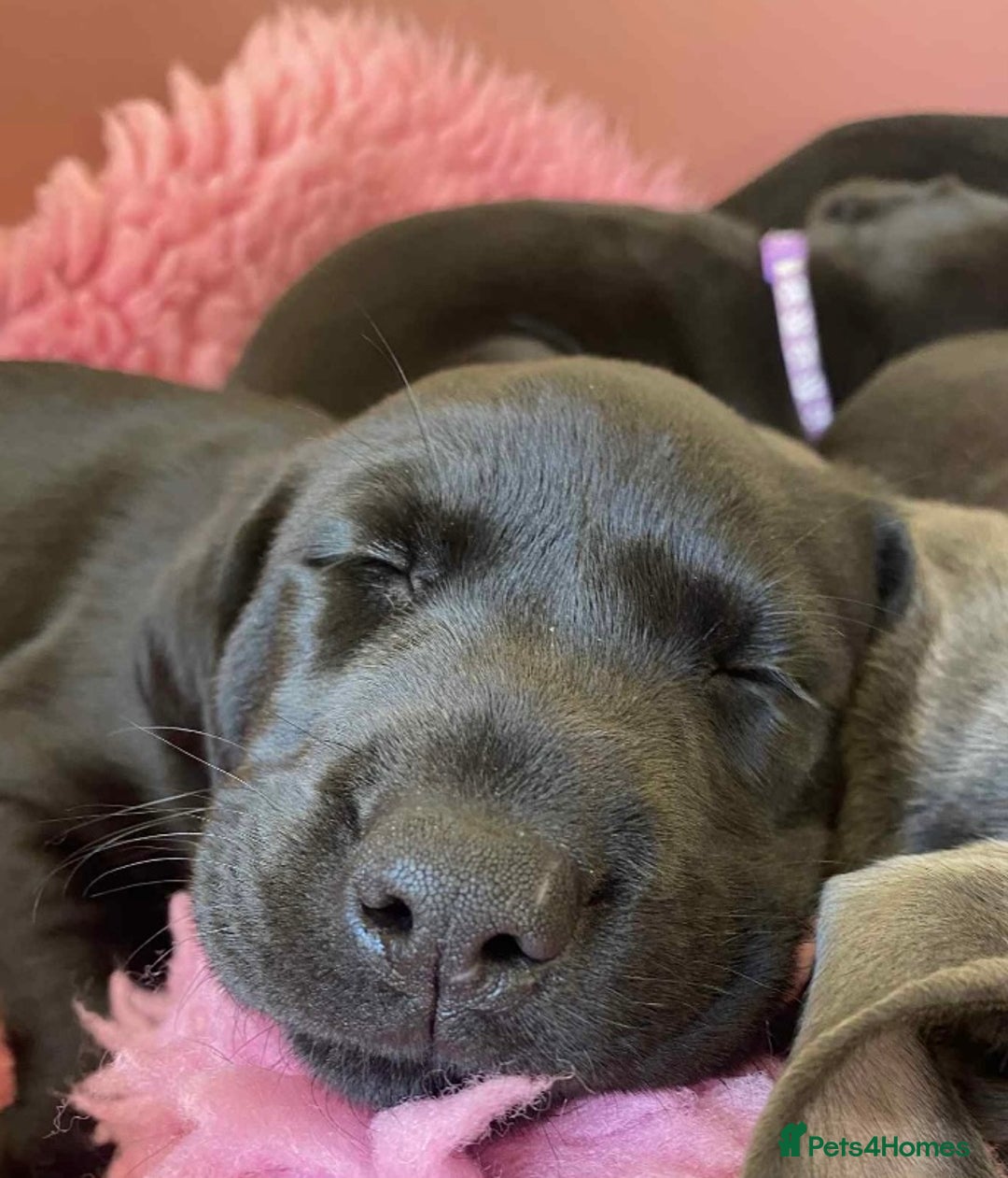 Labrador Retriever dogs for sale: Black Labrador puppies  - Image 6