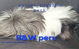 Guinea Pig rodents for sale: Male peruvian guinea pig babies  in Saltburn-by-the-Sea - Image 3