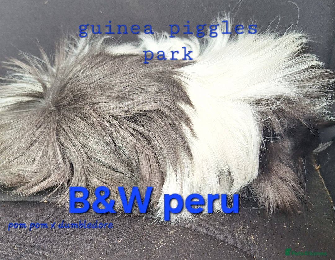 Guinea Pig rodents for sale: Male peruvian guinea pig babies  in Saltburn-by-the-Sea - Image 3