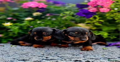 Miniature Dachshund dogs - Advert 5