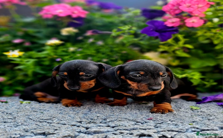 Miniature Dachshund dogs - Advert 2