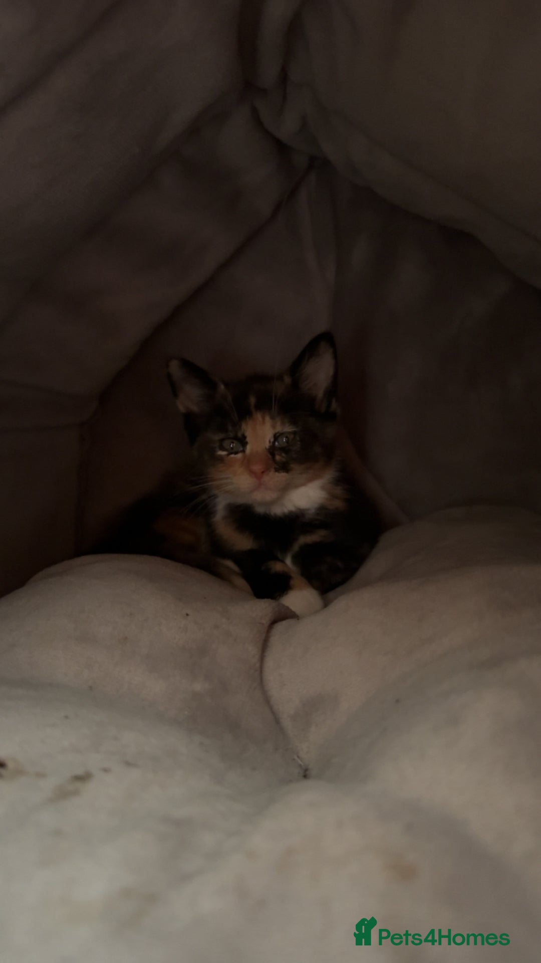 British Shorthair cats for sale: 2 female kittens - Image 2