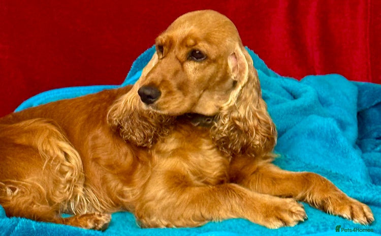 Cocker Spaniel dogs - Advert 1