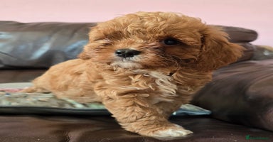 Cavapoo dogs - Advert 2