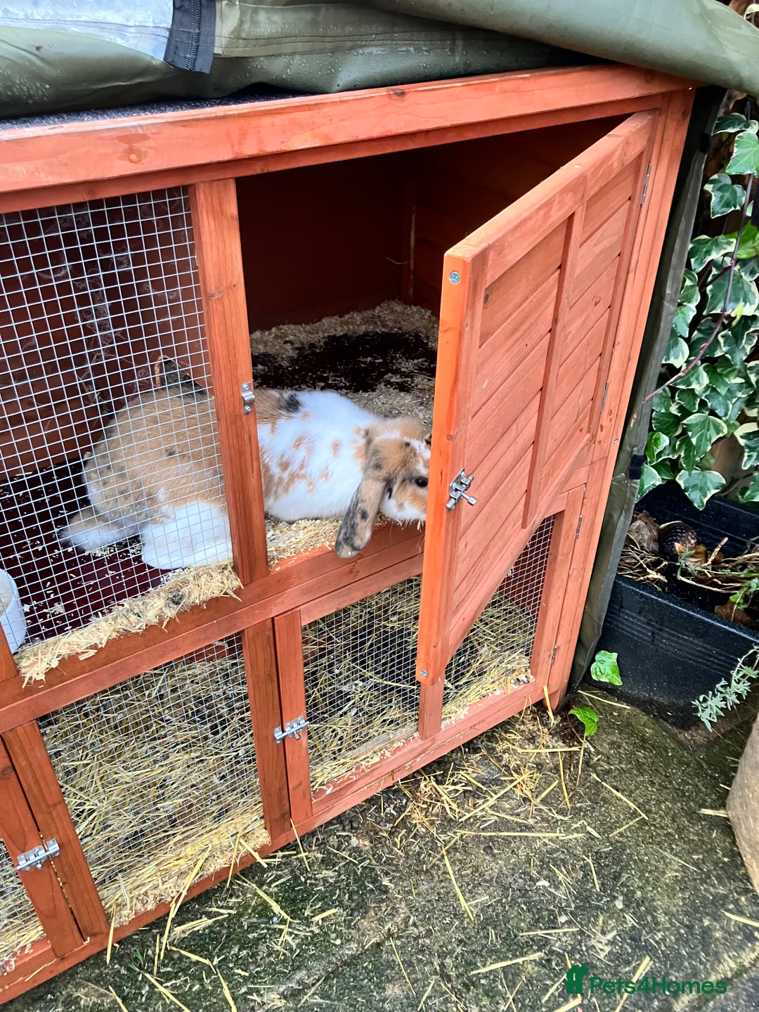 English Lop rabbits for sale: English Lop Bunny & Hutch for Sale - Advert 9