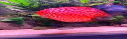 Discus fish for sale: Large breeding male discus  - Advert 2