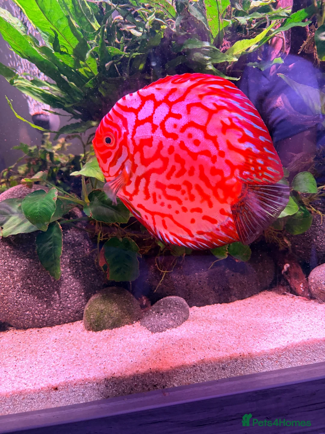 Discus fish for sale: Large breeding male discus  - Advert 2