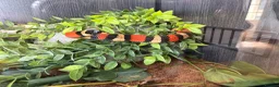 Mixed Breed reptiles for sale: Complete Reptile Setups for Sale with reptile - Advert 4