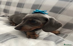 Dachshund dogs for sale: Beautiful rainbow 🌈🌈 litter 💙🩷 - Image 9