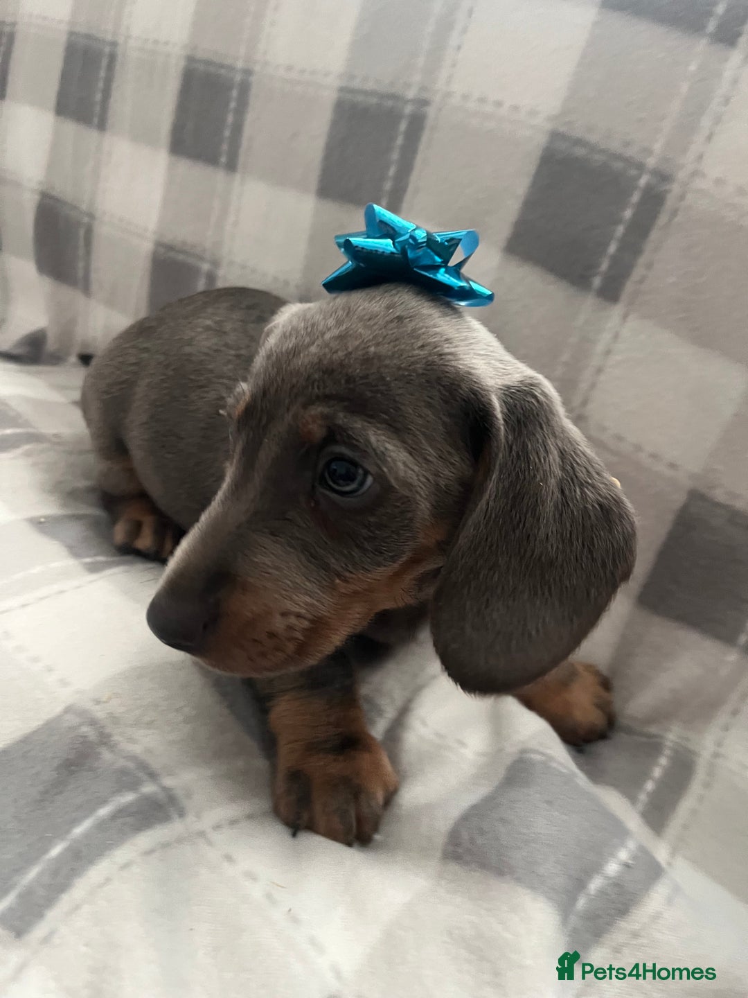 Dachshund dogs for sale: Beautiful rainbow 🌈🌈 litter 💙🩷 - Image 9