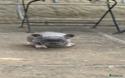French Bulldog dogs for sale: Miniature French bulldogs carry fluffy  - Image 14
