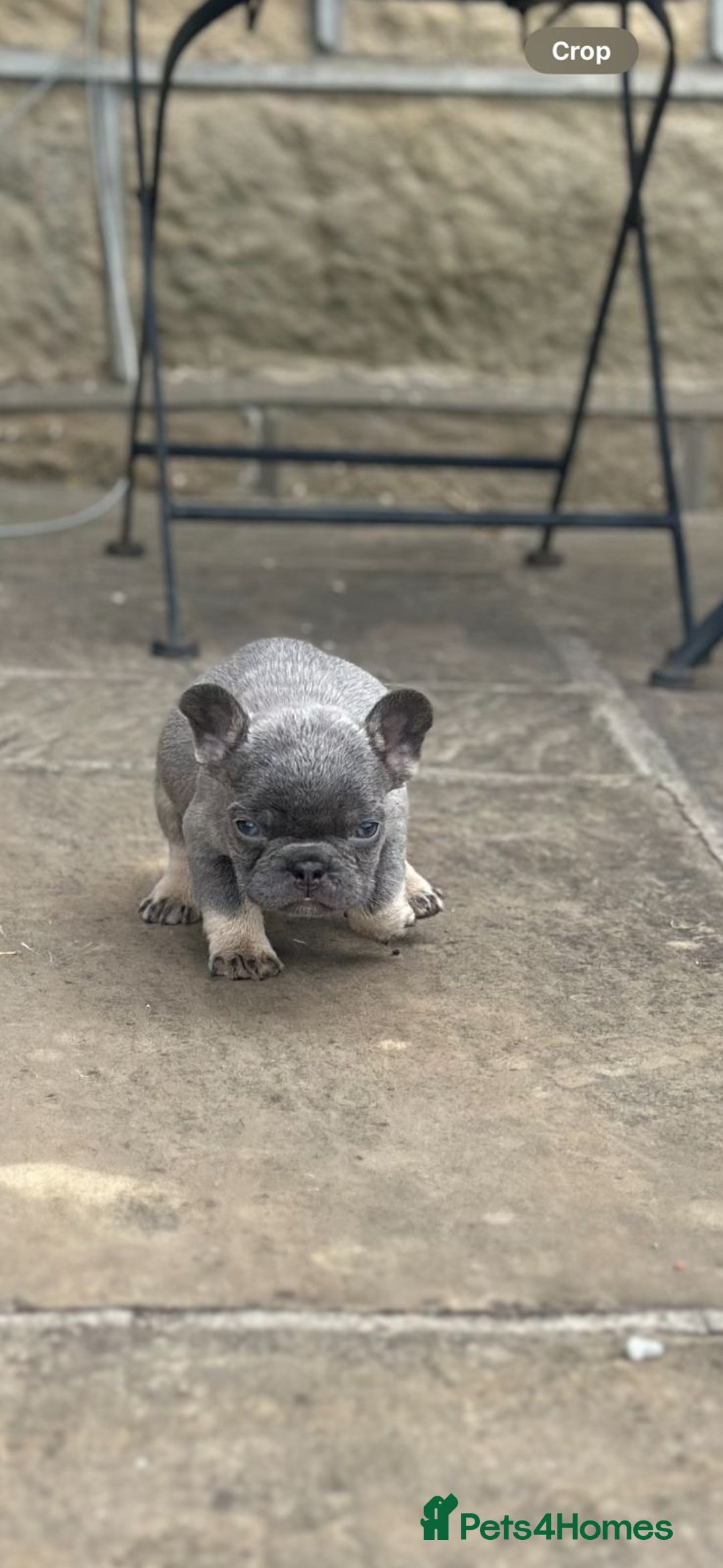 French Bulldog dogs for sale: Miniature French bulldogs carry fluffy  - Image 14