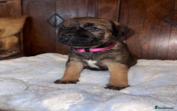 Border Terrier dogs for sale: KC Reg Slem clear Border Terrier Pups - Image 3
