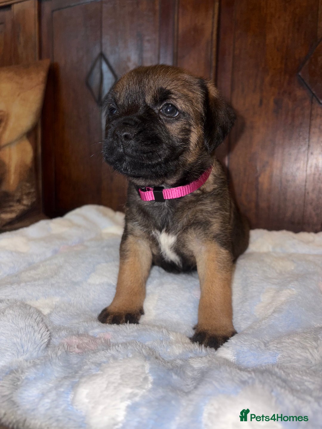 Border Terrier dogs for sale: KC Reg Slem clear Border Terrier Pups - Image 3