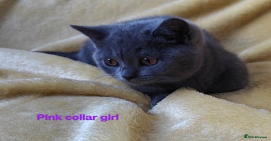 British Shorthair cats - Advert 13
