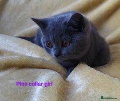 British Shorthair cats - Advert 12