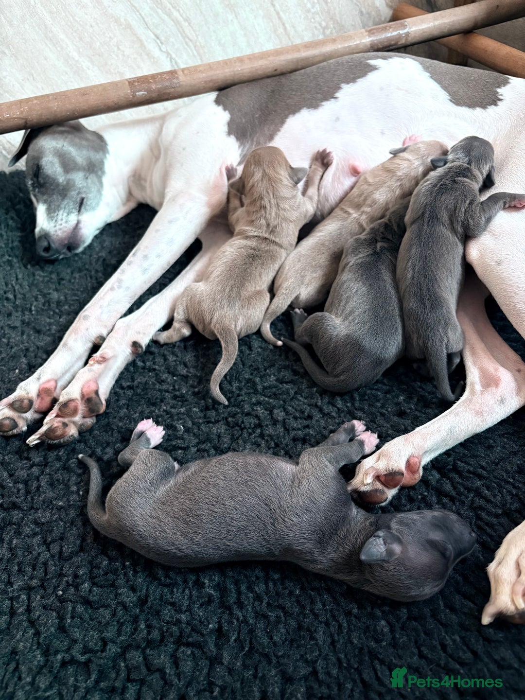 Italian Greyhound dogs for sale: 7/8 Italian Greyhound, 1/8 Whippet Puppies - Image 24