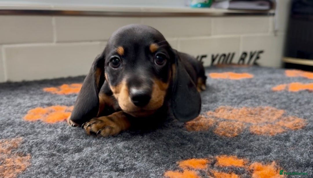 Miniature Dachshund dogs for sale: Show standard KC registered miniature dachshunds  - Image 4