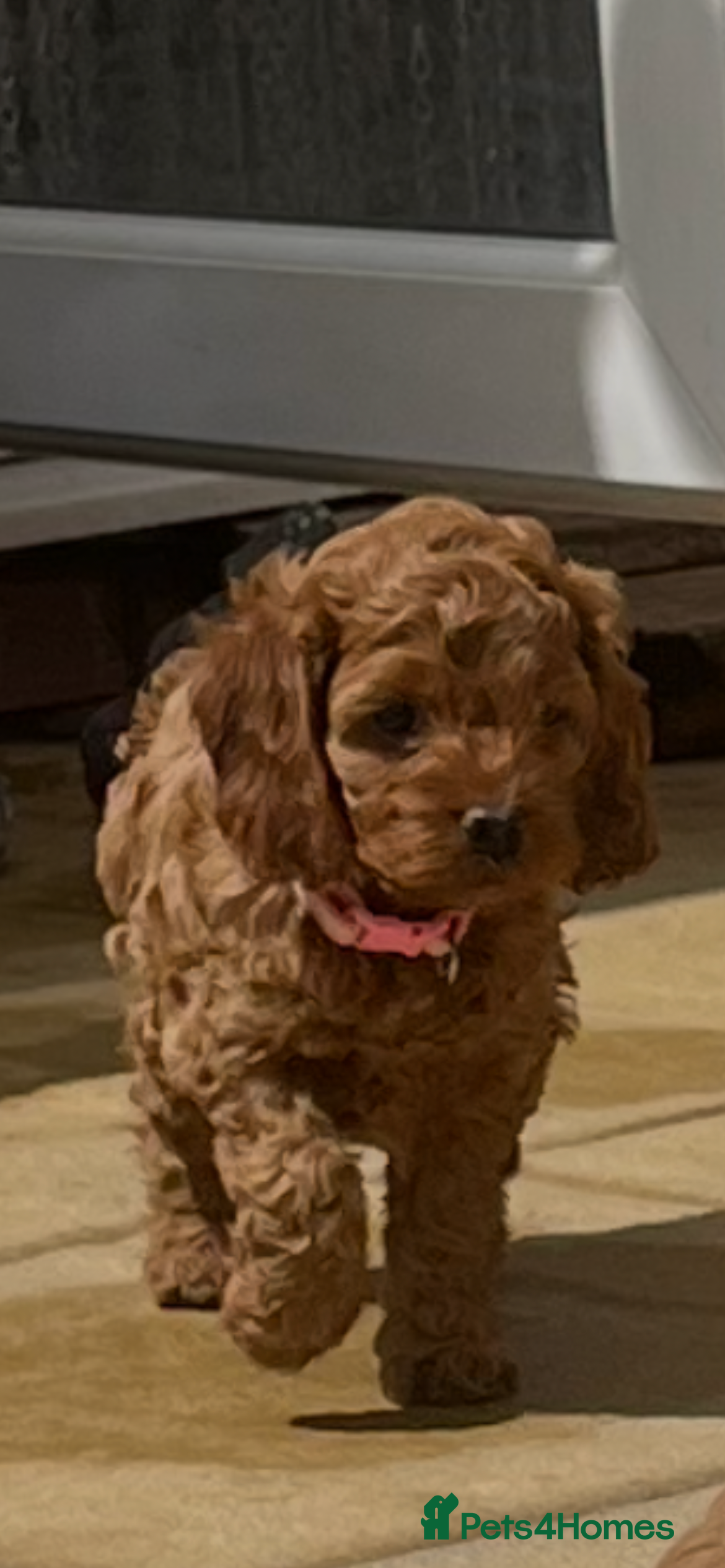 Cockapoo dogs STUNNING AMERICAN COCKAPOO ( Yankee Doodles)  - Advert 2