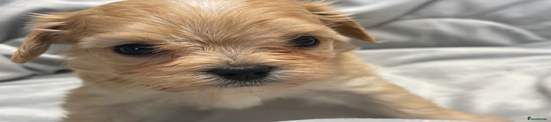 Mixed Breed Puppy 1