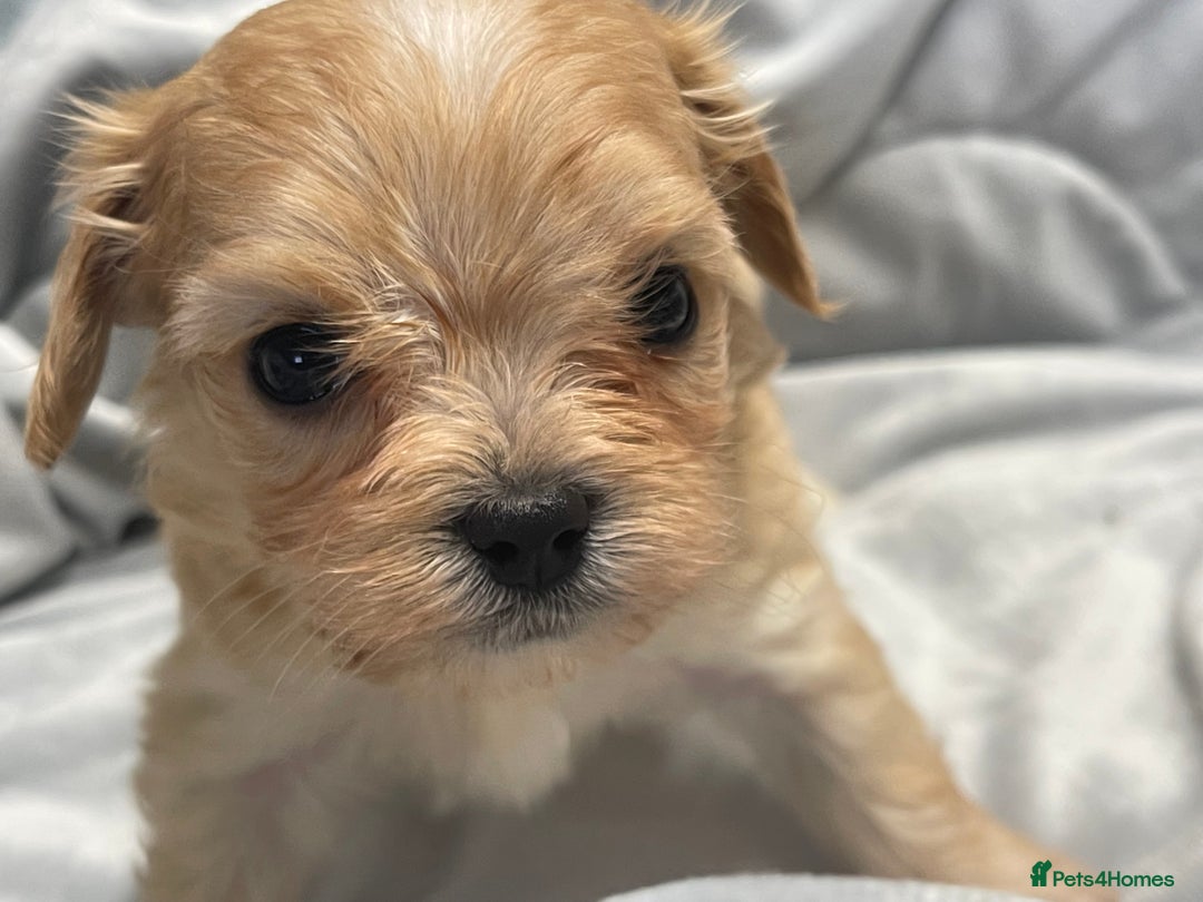 Mixed Breed dogs for sale: Beautiful Maltese / KC Cavalier Cross - Image 2
