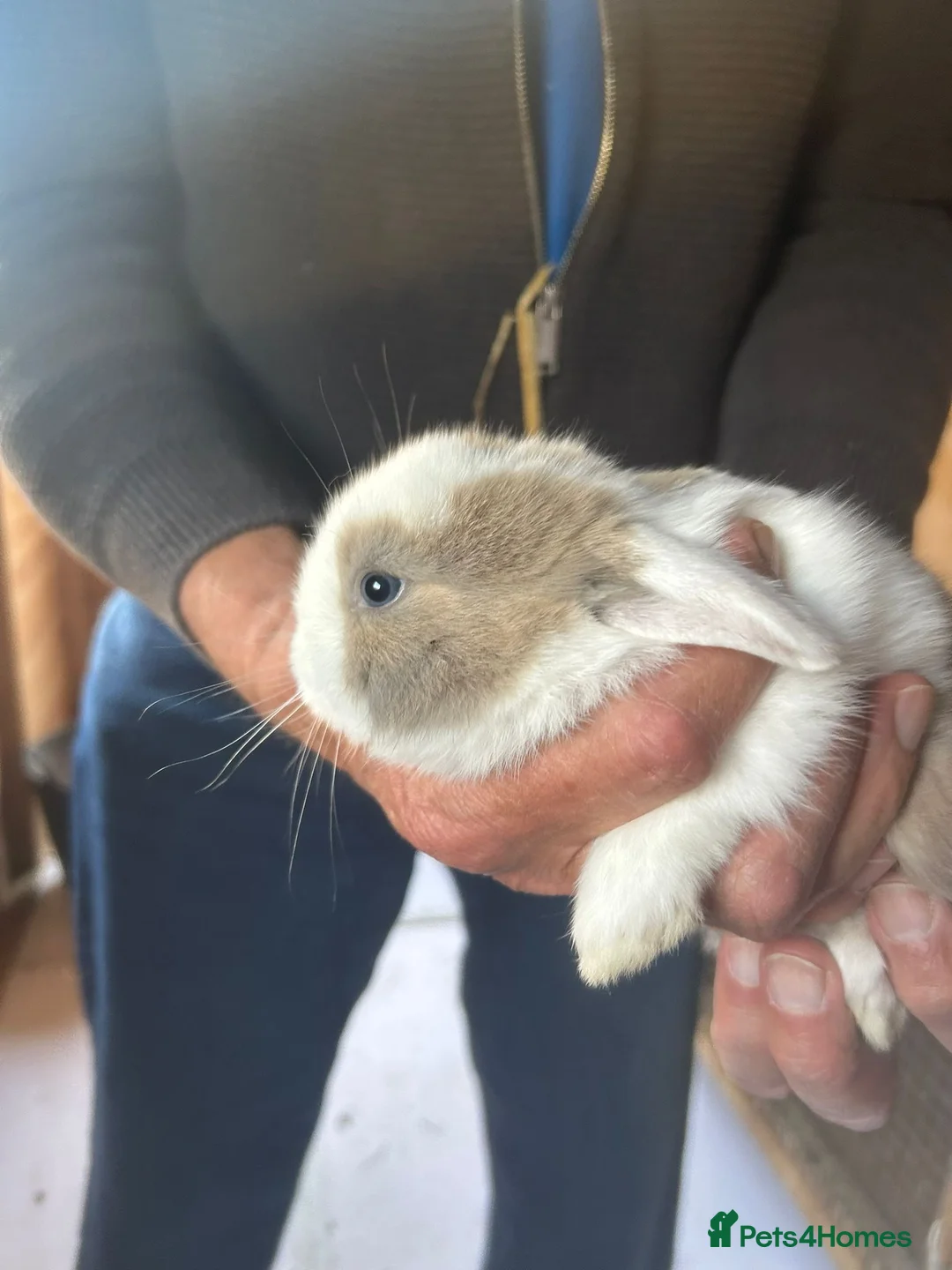 Mini Lop rabbits for sale: Beautiful mini lops  - Advert 7
