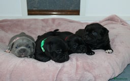 Staffordshire Bull Terrier dogs for sale: KC Reg Staff Pups Blue/Black, Champion Blood Lines - Image 23