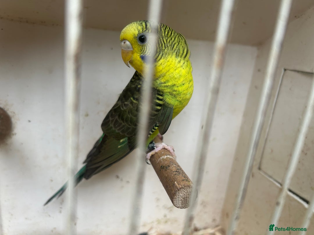 Budgerigars birds for sale: Budgies for sale, black wings, all in good health  - Image 8