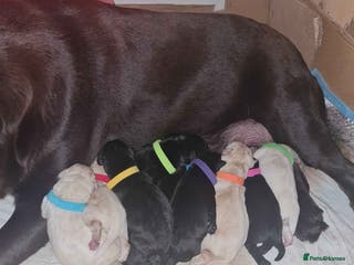 Labrador Retriever dogs Beautiful Golden and Black Labs - Advert 2