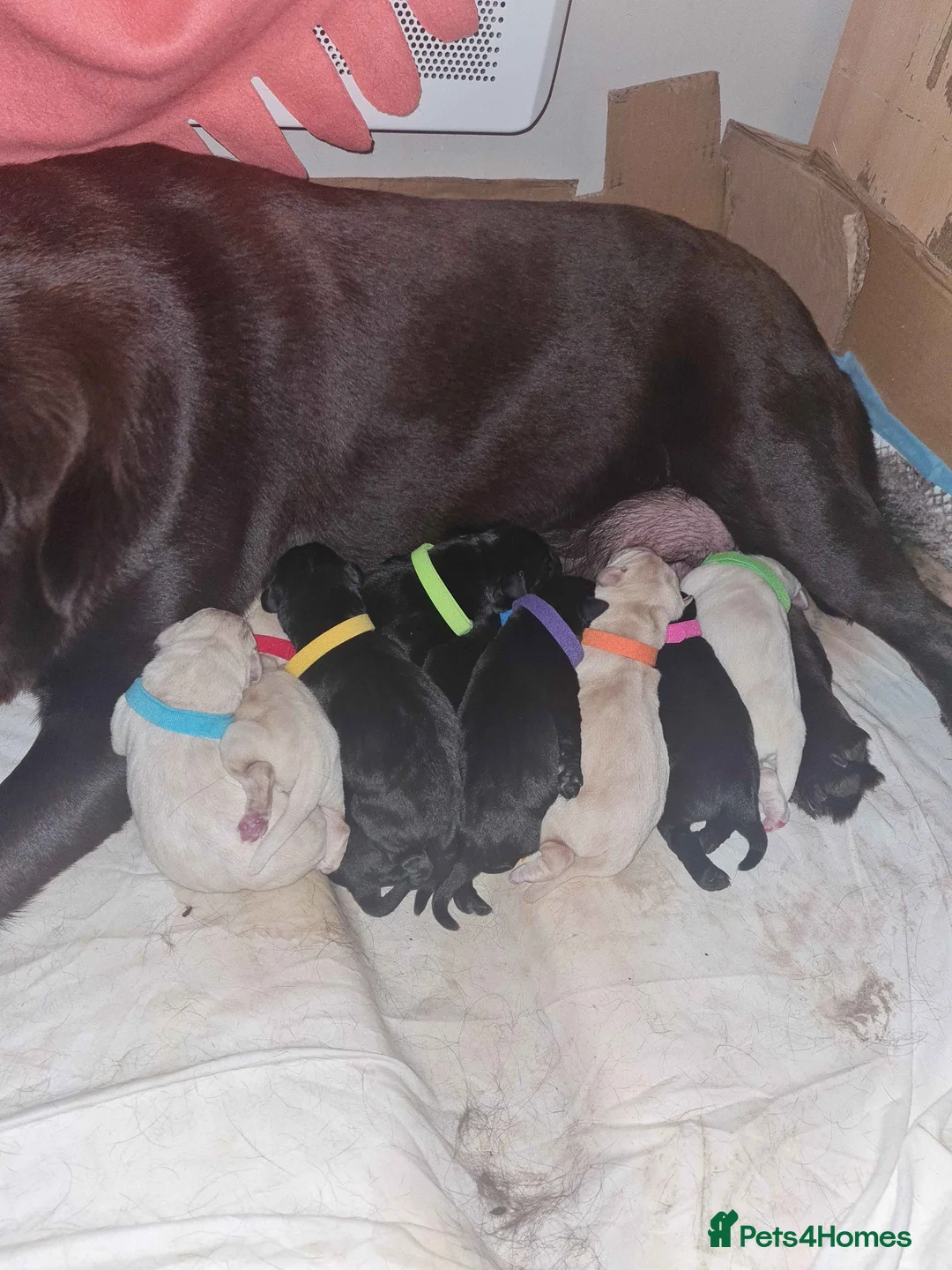 Labrador Retriever dogs for sale: 6 Yellow/Black Labrador Retrievers - Advert 1