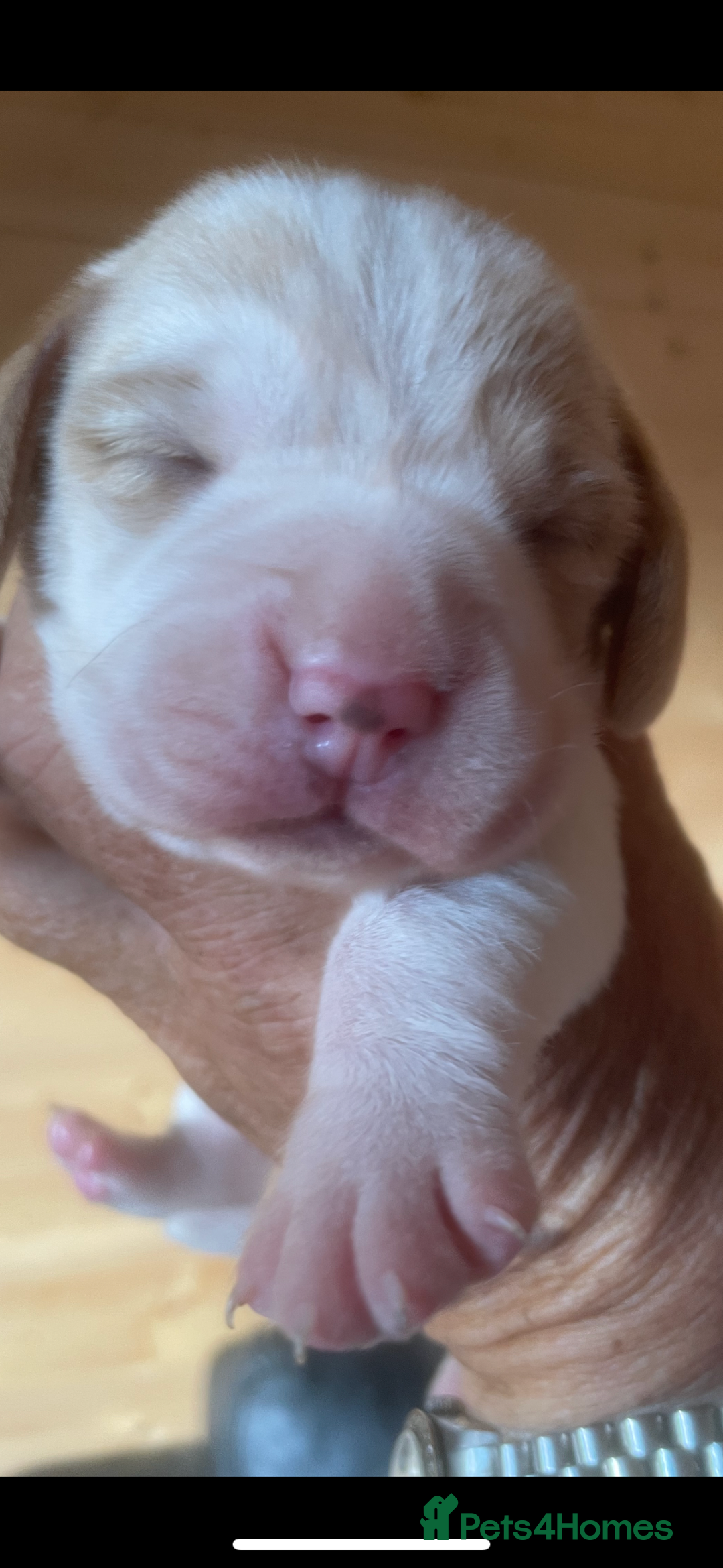 Beagle dogs for sale: Beautiful beagle boys kc reg ready 19 sept  - Image 16
