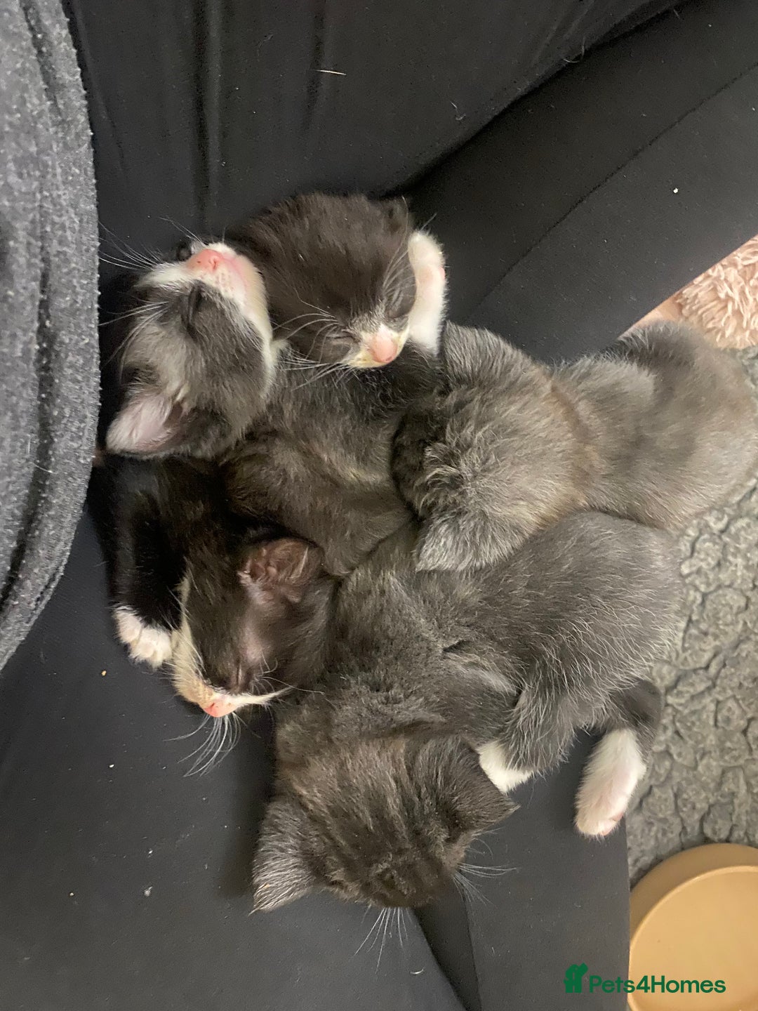 Mixed Breed cats for sale: Beautiful playful kittens  - Image 4